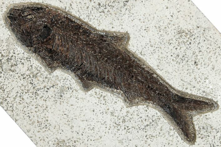 Detailed Fossil Fish (Knightia) - Huge for Species! #292526